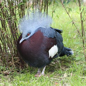 Red-breasted crowned pigeon