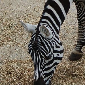 Female Maneless Zebra