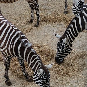 Female Maneless Zebras