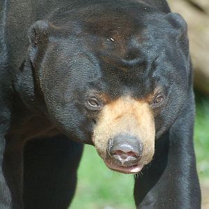 Jo Jo The Sun Bear