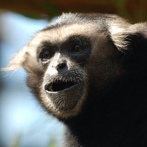 Lae Pileated Gibbon