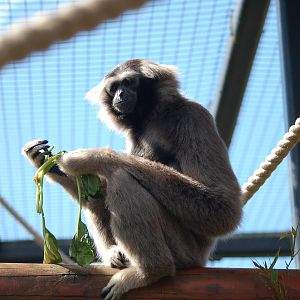 Mali Pileated Gibbon