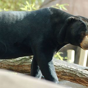 Jo Jo The Sun Bear