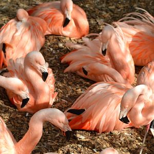 Chilean flamingo