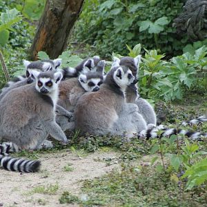 Ring-tailed lemurs