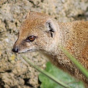 Yellow mongoose