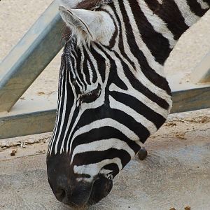 Female Maneless Zebra