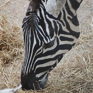Female Maneless Zebras