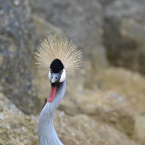 African Crowned Crane