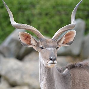 Male Greater Kudu