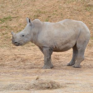 Pembe White Rhino