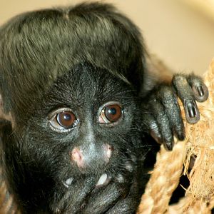 Young red-backed bearded saki; Colchester; 18th April 2014