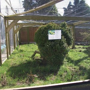 Pheasant pens occupied again, 18th April 2014