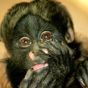 Young red-backed bearded saki; Colchester; 18th April 2014
