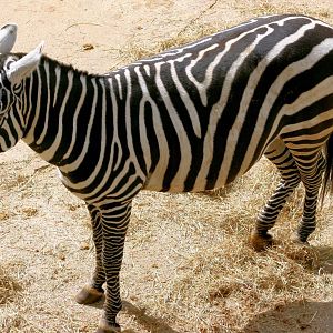 Maneless zebra; Colchester; 18th April 2014