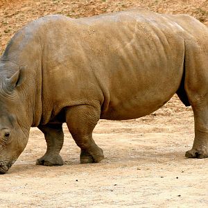 White rhinoceros; Colchester; 18th April 2014