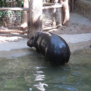 Pygmy Hippo