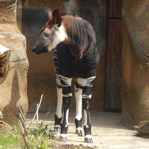 Apr. 2014 - Four Month Old Baby Okapi