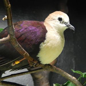 Apr. 2014 - Wings of the World - White-throated Ground Dove