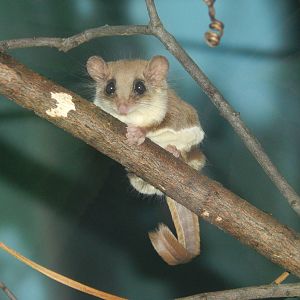Apr. 2014 - Jungle Trails - Feather-tail Glider (An Impossible Shot)