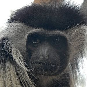 Apr. 2014 - Jungle Trails - Angolan Colobus