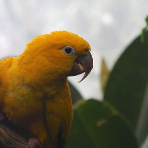 Apr. 2014 - Wings of the World - Golden Conure