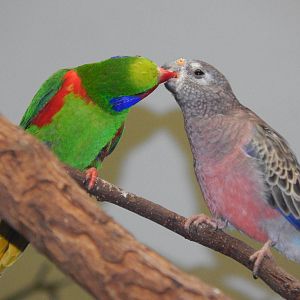 Apr. 2014 - Wings of the World - Red-flanked Lorikeet + Bourkes Parakeet