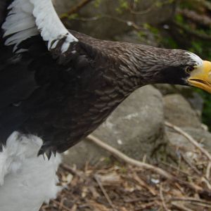Apr. 2014 - Eagle Eyrie - Stellers Sea Eagle