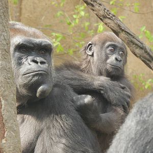 Apr. 2014 - Gorilla World - Mlinzi + Baby Gladys