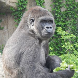 Apr. 2014 - Gorilla World - Mara