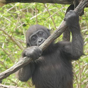 Apr. 2014 - Gorilla World - Baby Gladys
