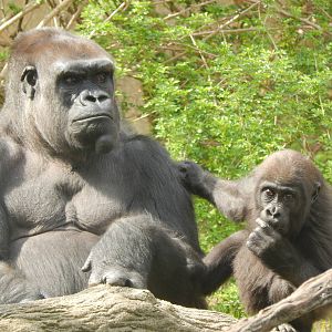 Apr. 2014 - Gorilla World - Mlinzi + Gladys
