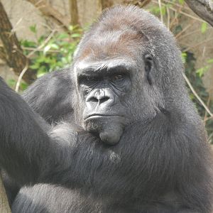 Apr. 2014 - Gorilla World - Mlinzi Portrait