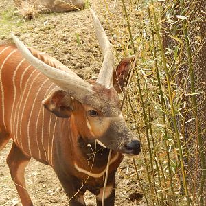 Apr. 2014 - Rhino Reserve - New Bongo Bull