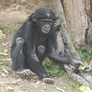 Apr. 2014 - Jungle Trails - Baby Bonobo