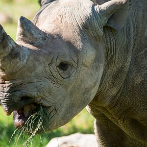 Black Rhino - Taronga Western Plains Zoo Visit April 2014