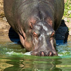 Hippo - Taronga Western Plains Zoo Visit April 2014