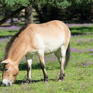 Przewalski's Horse - Western Plains Zoo visit - April 2014