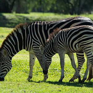 Plain's Zebra and foal - Western Plains Zoo visit - April 2014