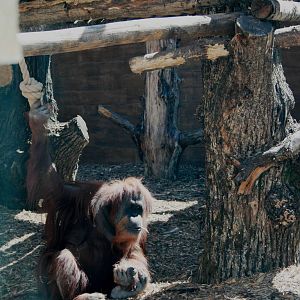 New orangutan outdoor exhibit