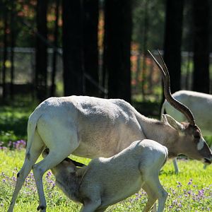 Addax and calf - Taronga Western Plains Zoo visit April 2014