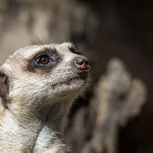 Meerkat - Taronga Western Plains Zoo visit April 2014