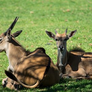 Eland - Taronga Western Plains Zoo visit April 2014