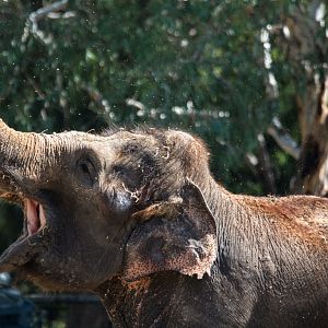 10-Asian_Elephant_TWPZ_-_20140417