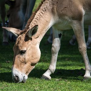 11-Persian_Onager_TWPZ_-_20140417