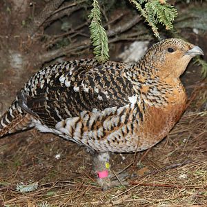 Female Western Capercaillie - Apr 2014