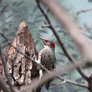 Common Flicker - Apr 2014