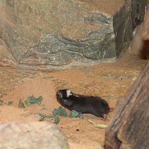 Damaraland Mole Rat - Apr 2014