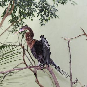 Anhinga - Apr 2014
