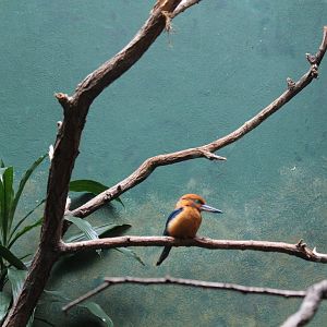 Guam Kingfisher - Apr 2014